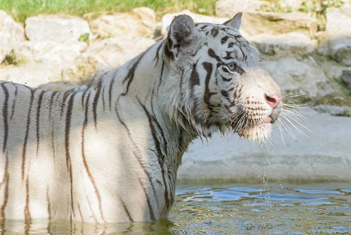 ​日本動物園飼養員遭白老虎襲擊身亡