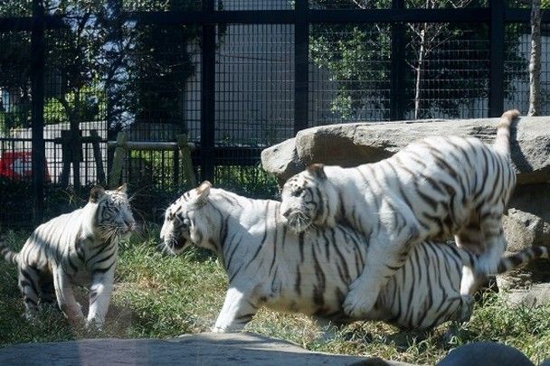 ​日本動物園飼養員遭白老虎襲擊身亡