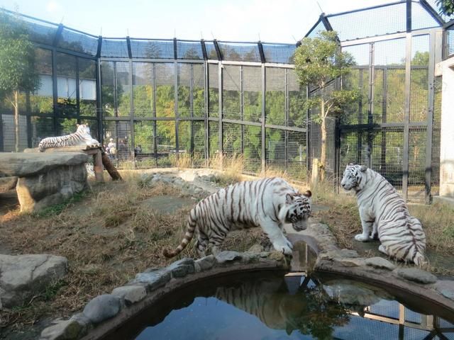 ​日本動物園飼養員遭白老虎襲擊身亡