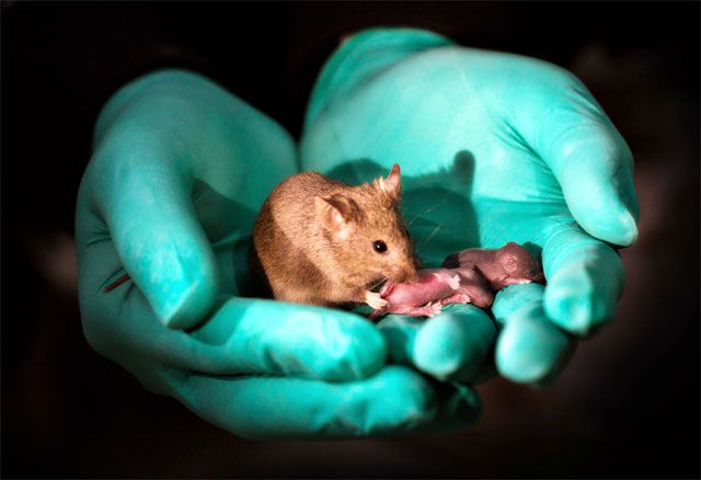 全球首隻雙父基因小鼠