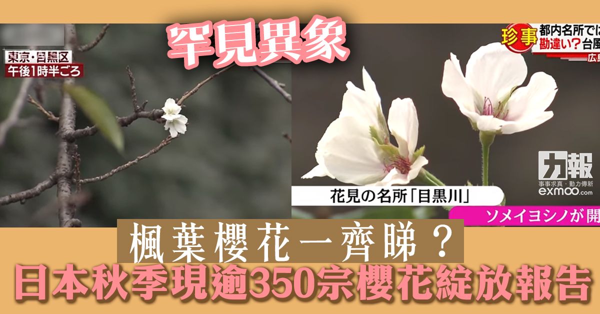 日本秋季現逾350宗櫻花綻放報告