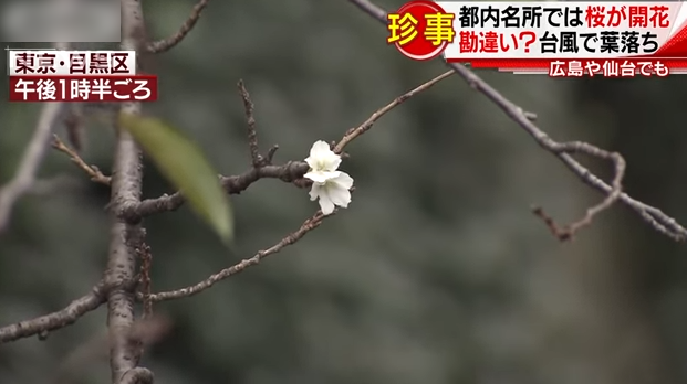 日本秋季現逾350宗櫻花綻放報告