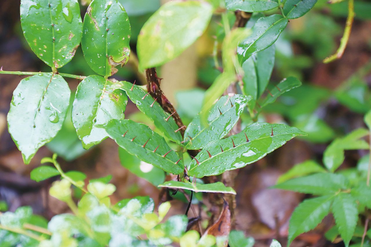 介紹常用藥用植物