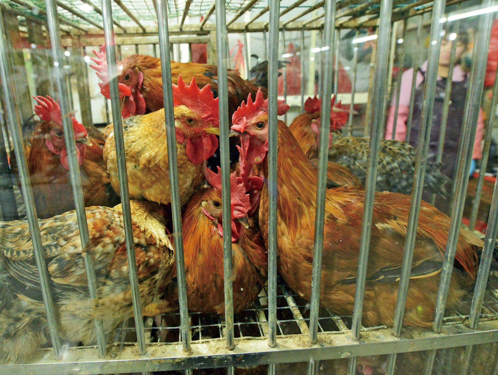 H7N9病毒可透過飛沫傳播 日專家警告：恐引發全球疫情 - 澳門力報官網