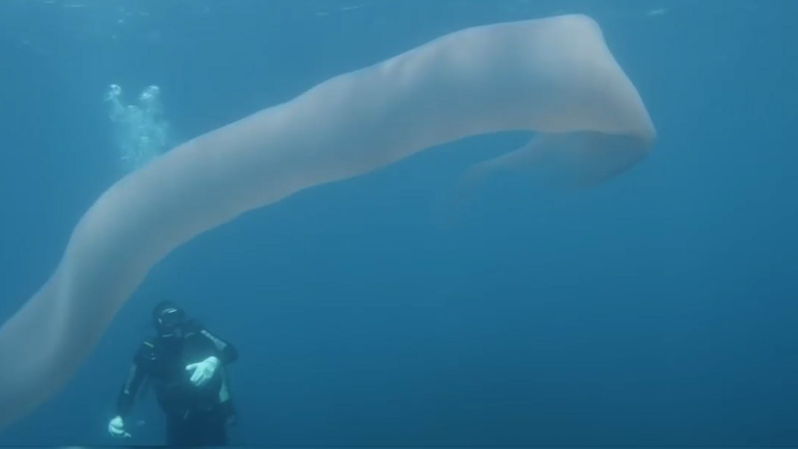 有片！新西蘭疑現8米長深海巨怪