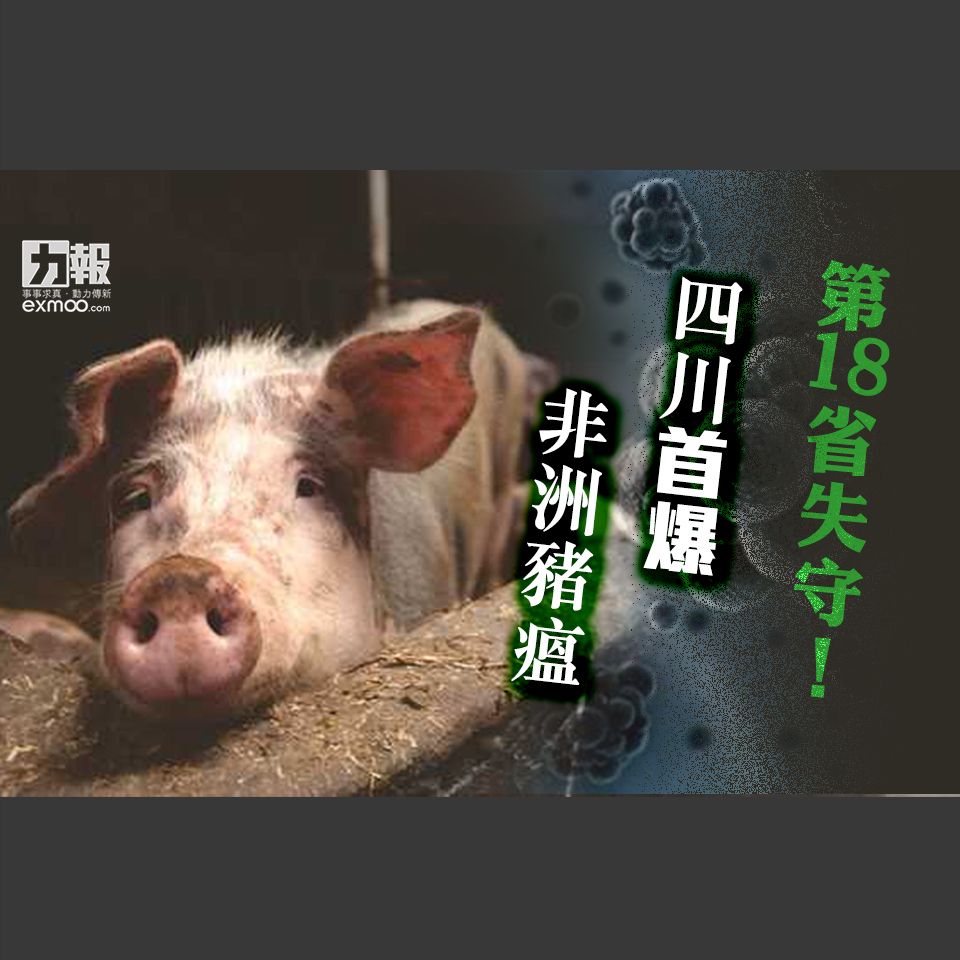 第18省失守！四川首爆非洲豬瘟