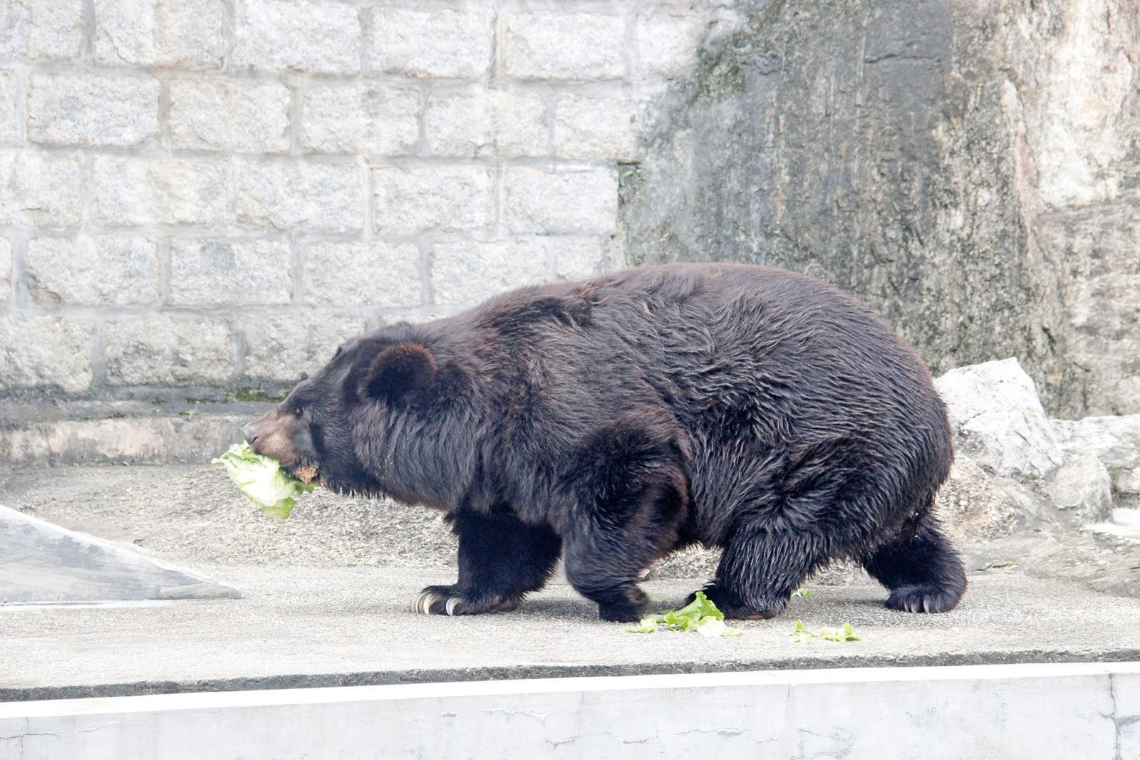 黑熊「BoBo」健康明顯轉差
