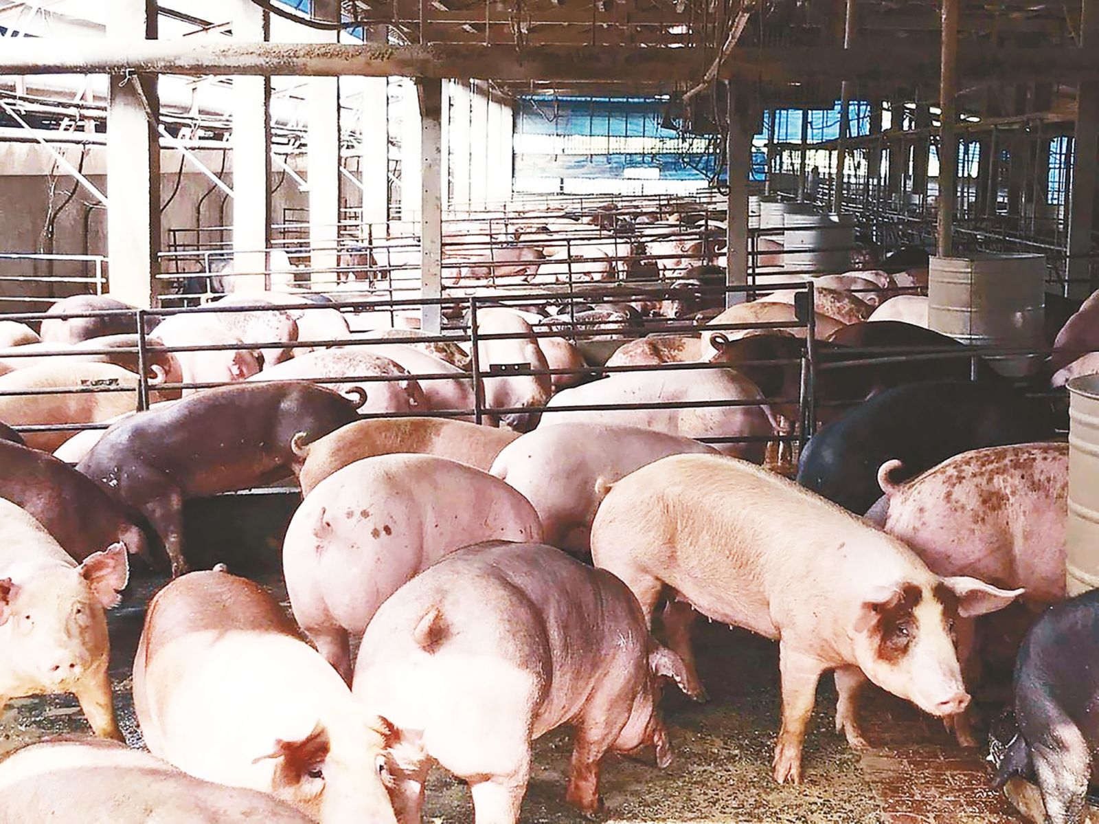非洲豬瘟蔓延19省市