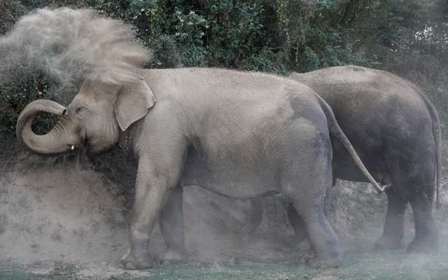 印度首設大象醫院救治傷病老象