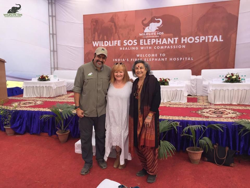 印度首設大象醫院救治傷病老象