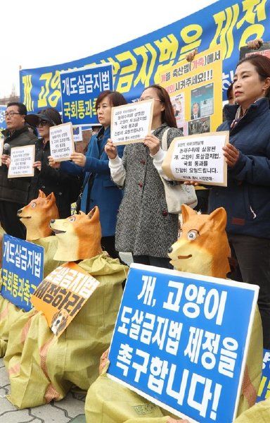 韓國清拆最大非法屠狗場