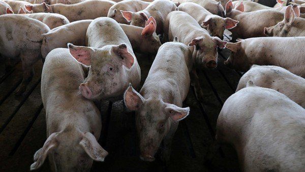 北京爆非洲豬瘟疫情