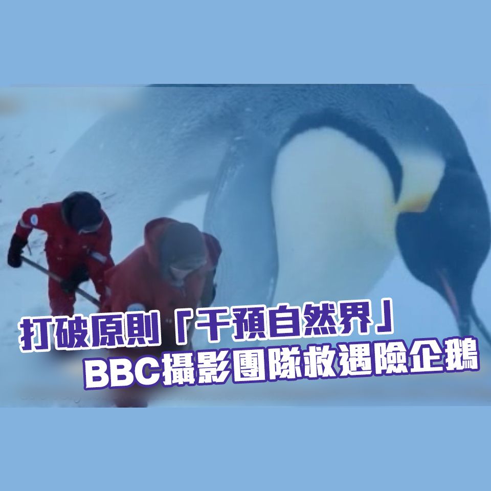 BBC攝製隊拯救遇險企鵝