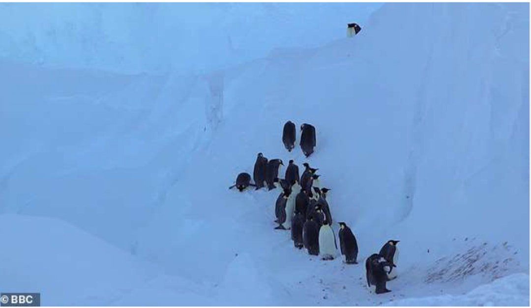 BBC攝製隊拯救遇險企鵝
