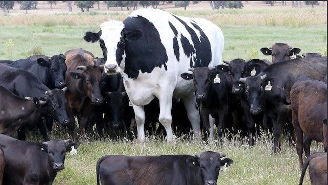 1,400公斤澳洲巨牛免屠宰厄運