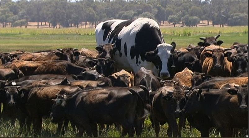 1,400公斤澳洲巨牛免屠宰厄運