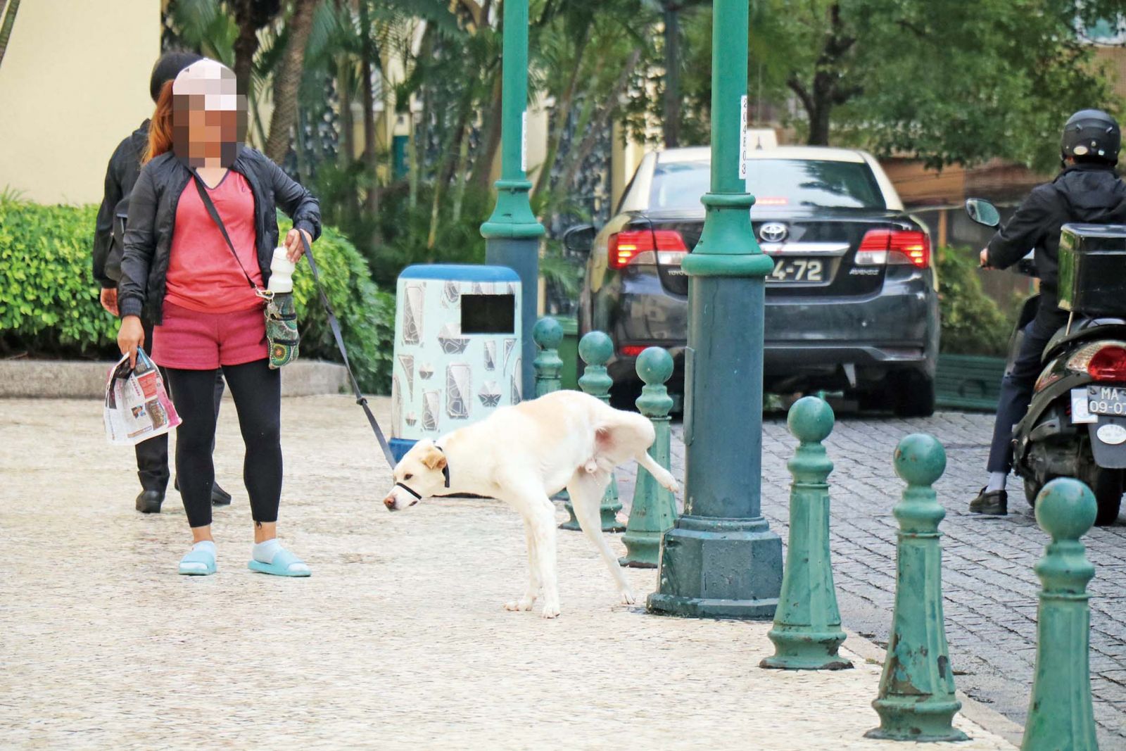 漏電燈柱電死狗