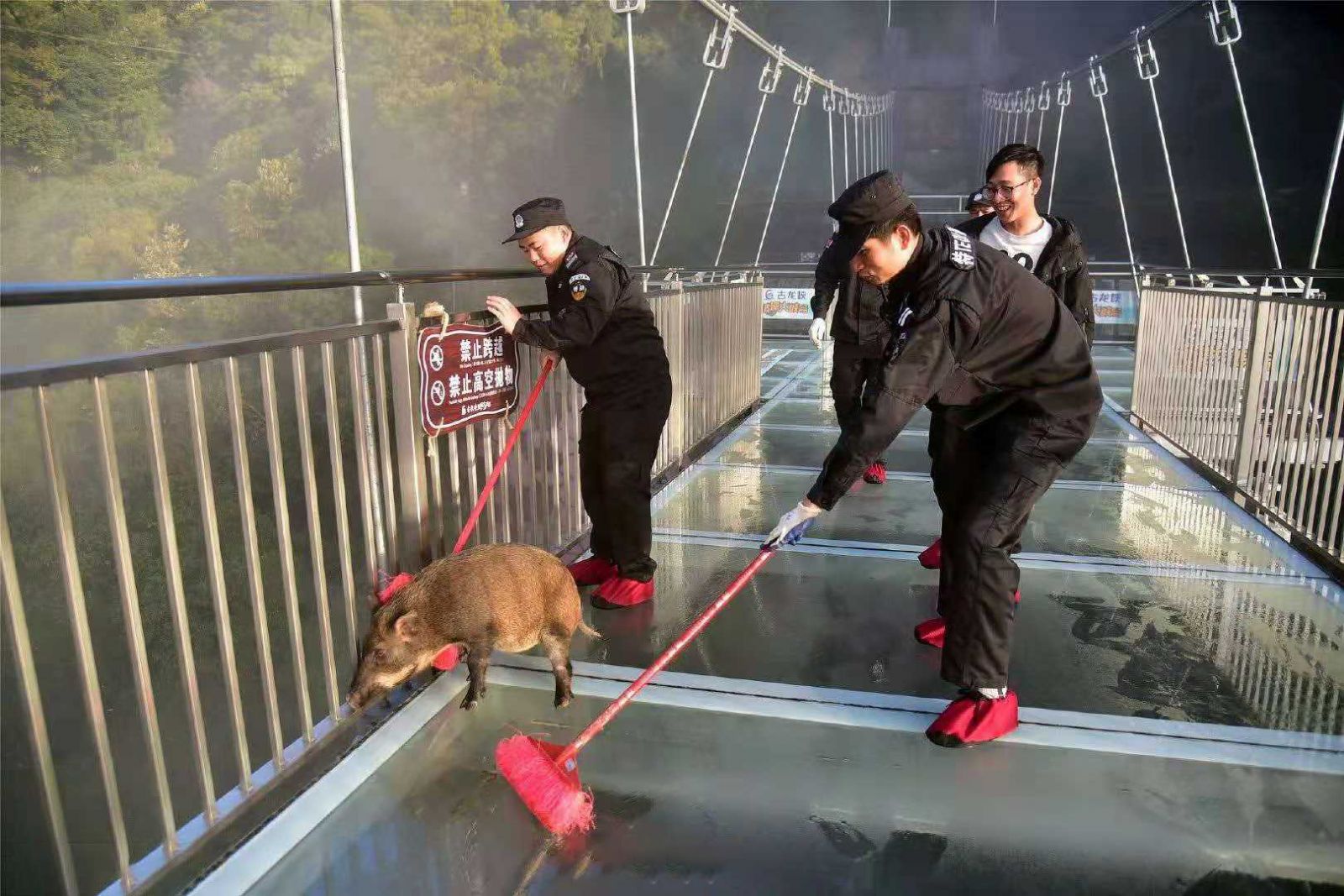 野豬誤闖玻璃橋嚇到「一字馬」
