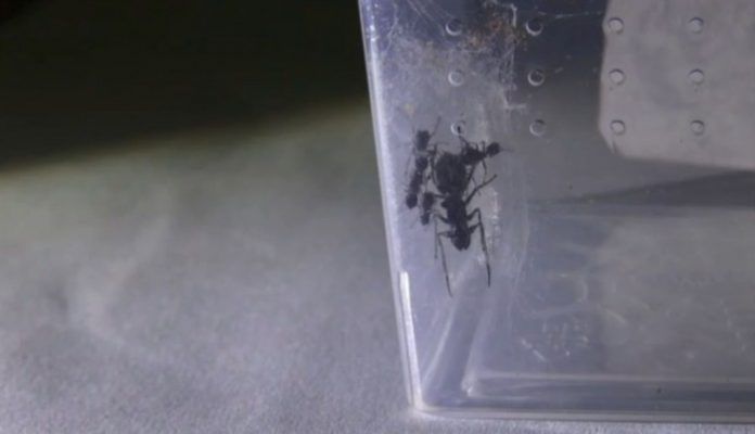 中國首次發現哺乳大蟻蛛