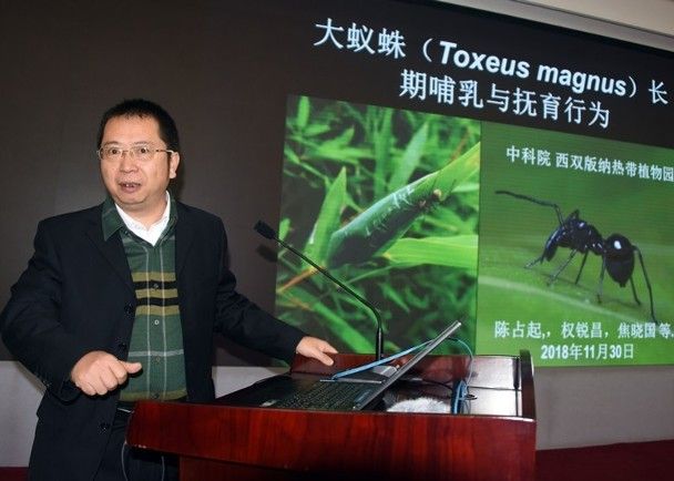 中國首次發現哺乳大蟻蛛