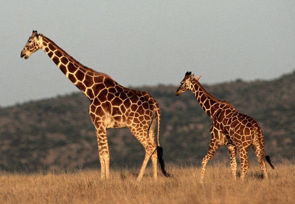 非洲長頸鹿首度列「極危」
