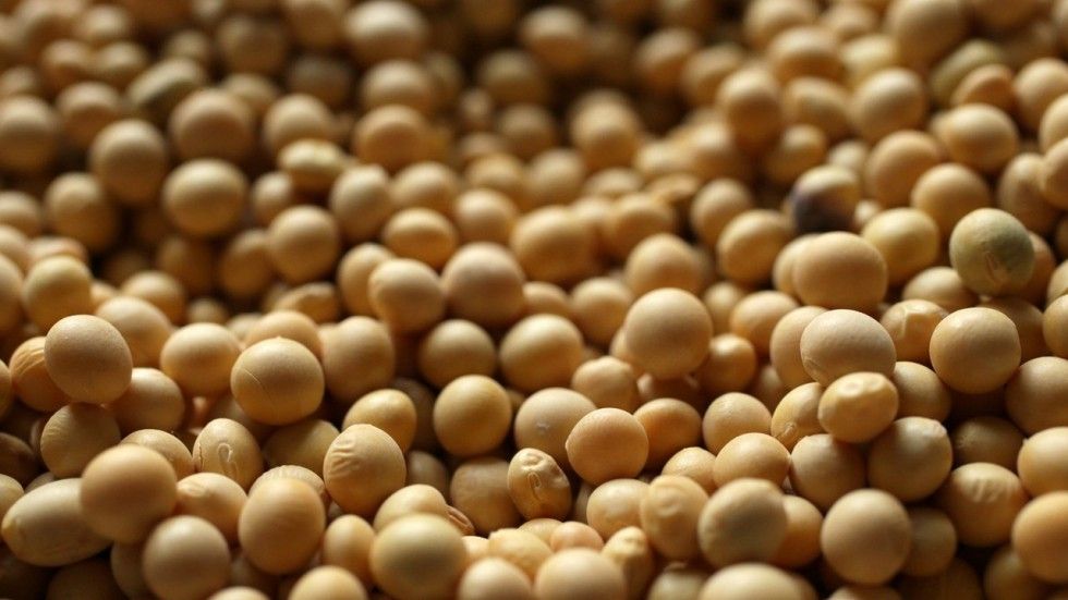 中國據報6個月來首購美國大豆