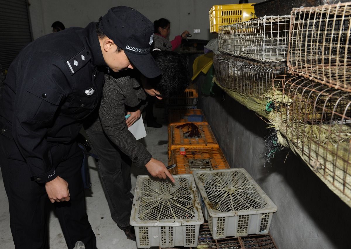 廣東明年起禁獵野生鳥類5年