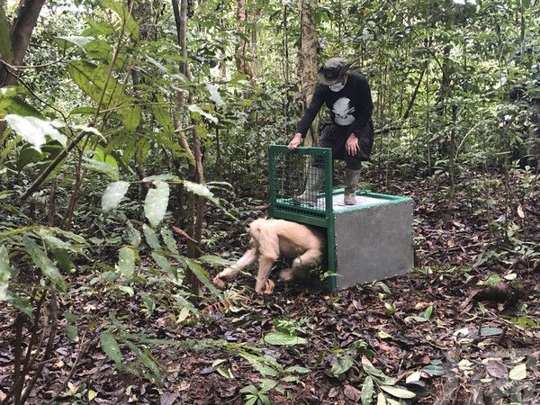 全球唯一白化猩猩重返印尼雨林