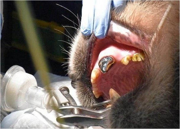​【全球首例】內地贈台大熊貓「團團」裝牙套