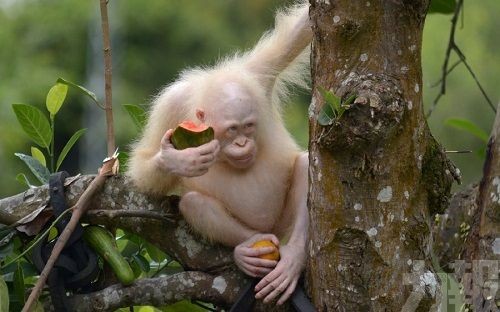 全球唯一白化猩猩重返印尼雨林