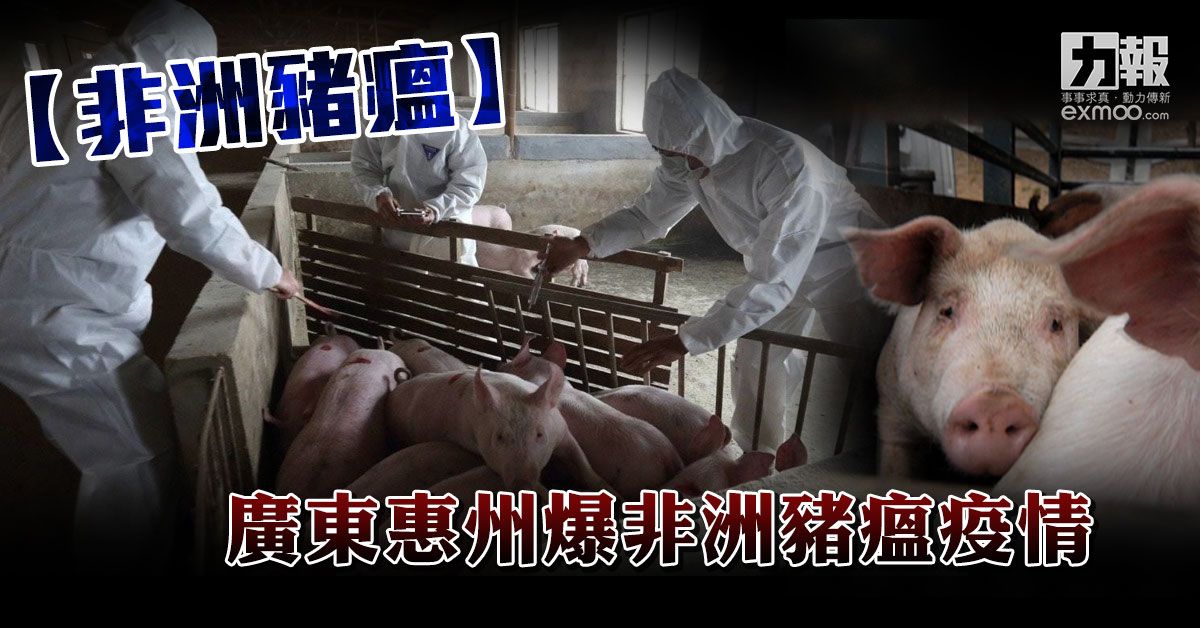 ​廣東惠州爆非洲豬瘟疫情