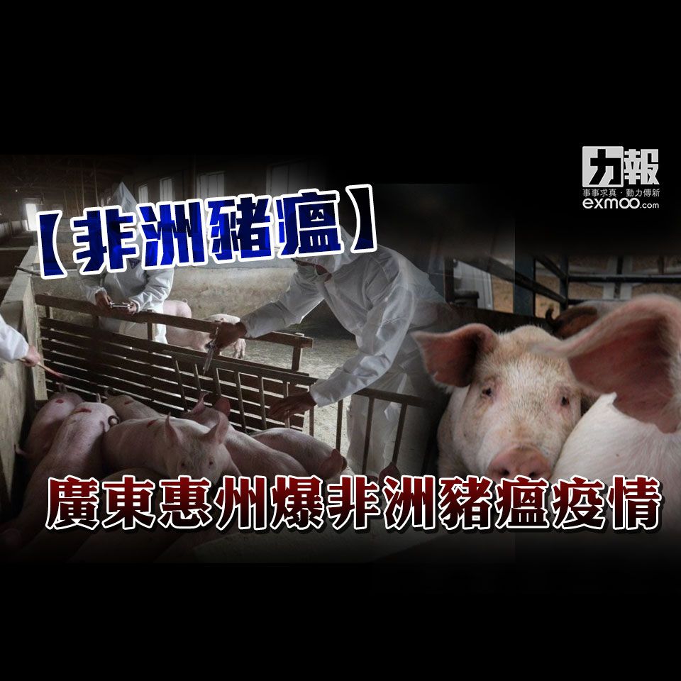 ​廣東惠州爆非洲豬瘟疫情