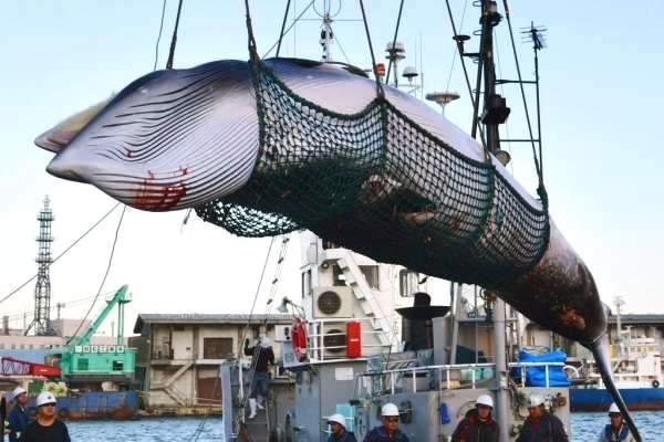 日本今宣布退出國際捕鯨委員會