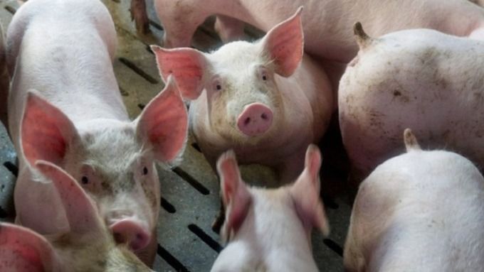 ​【再爆非洲豬瘟】黑龍江近4,000隻豬病死