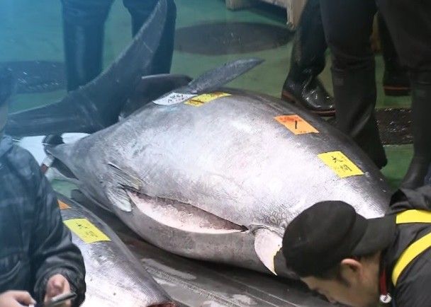 藍鰭吞拿魚以3.3億日圓天價成交