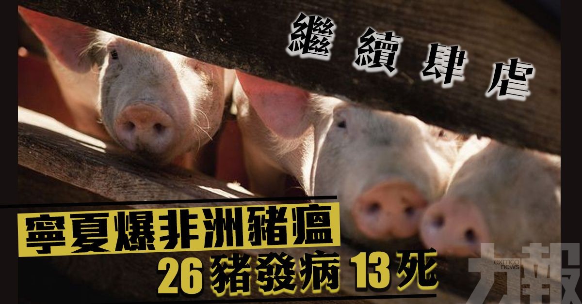 ​【繼續肆虐】寧夏爆非洲豬瘟 26豬發病13死