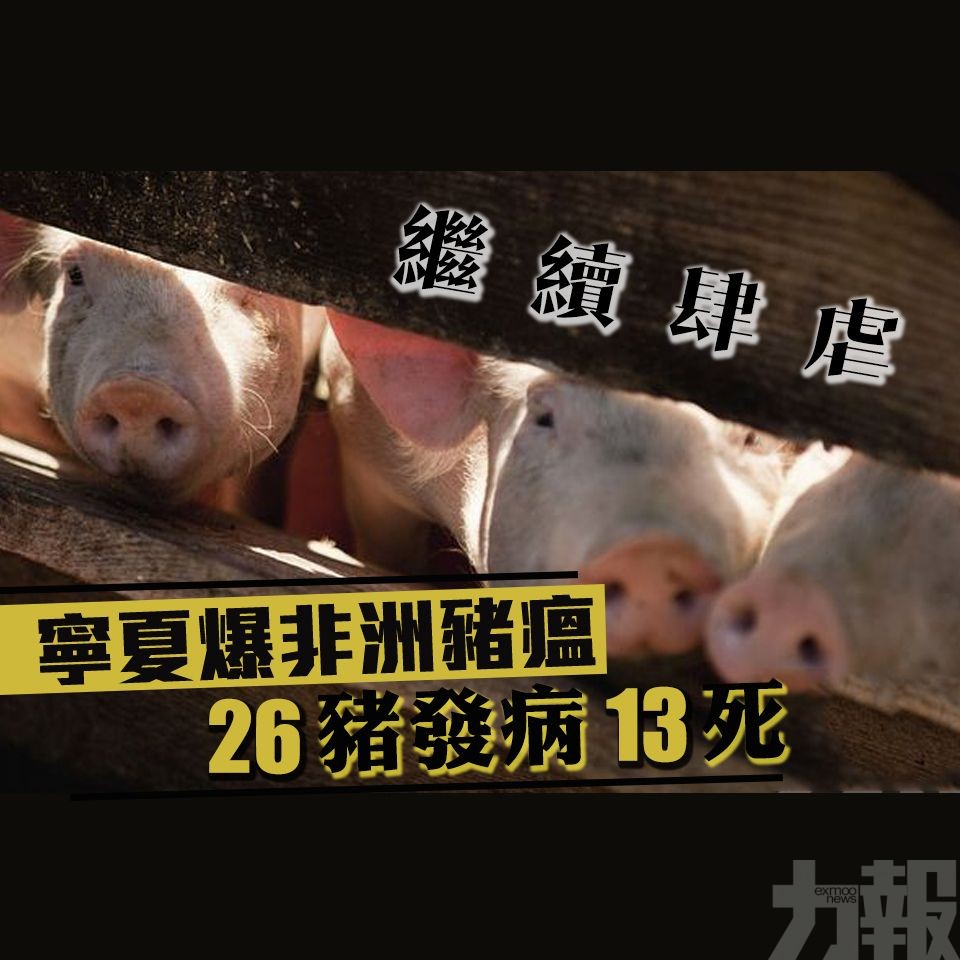 ​【繼續肆虐】寧夏爆非洲豬瘟 26豬發病13死