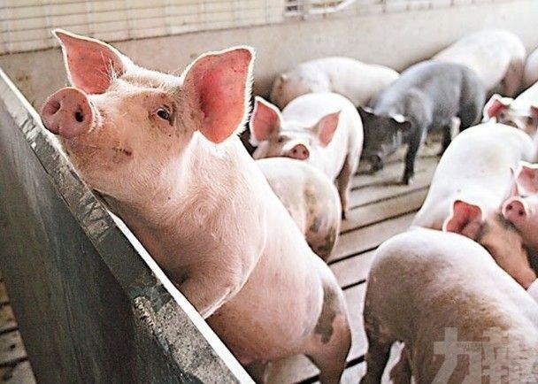 惠州市博羅非洲豬瘟疫區解除封鎖