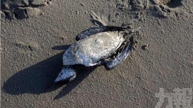 荷蘭逾2萬隻崖海鴉離奇死亡沖上岸