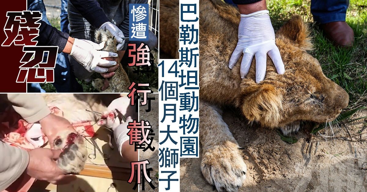 巴國動物園14個月大獅子遭截斷利爪