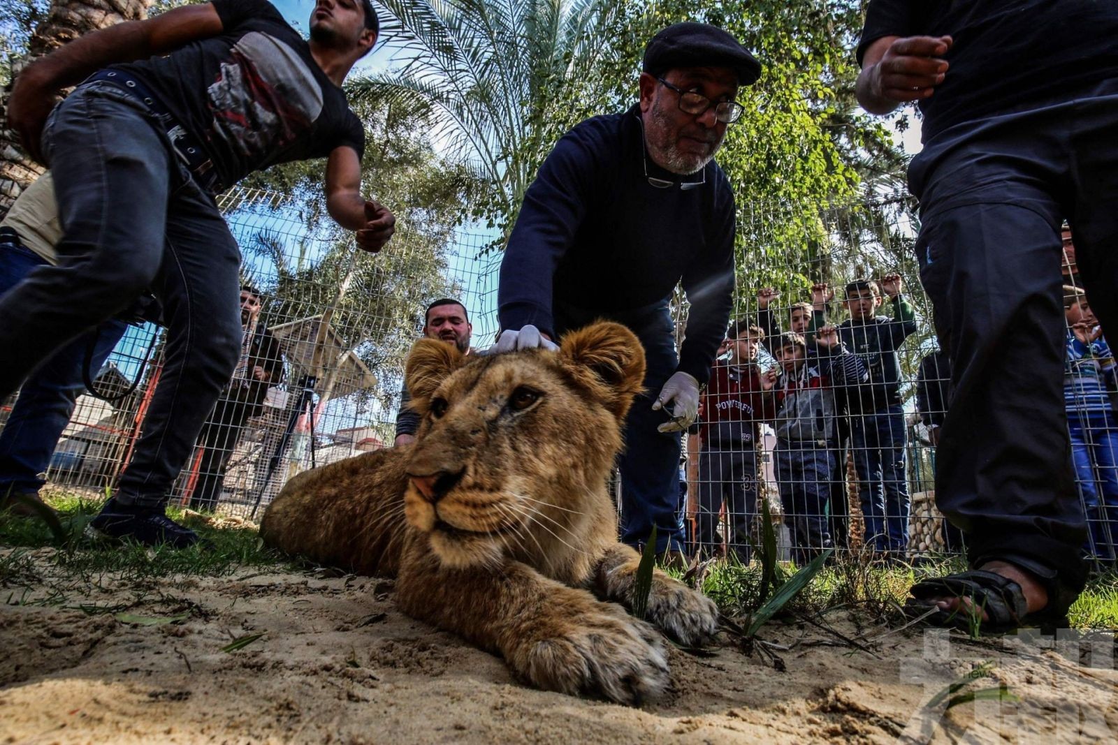 巴國動物園14個月大獅子遭截斷利爪
