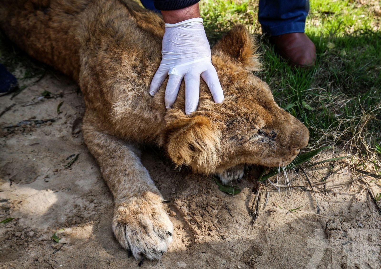 14個月小獅子遭殘忍除爪