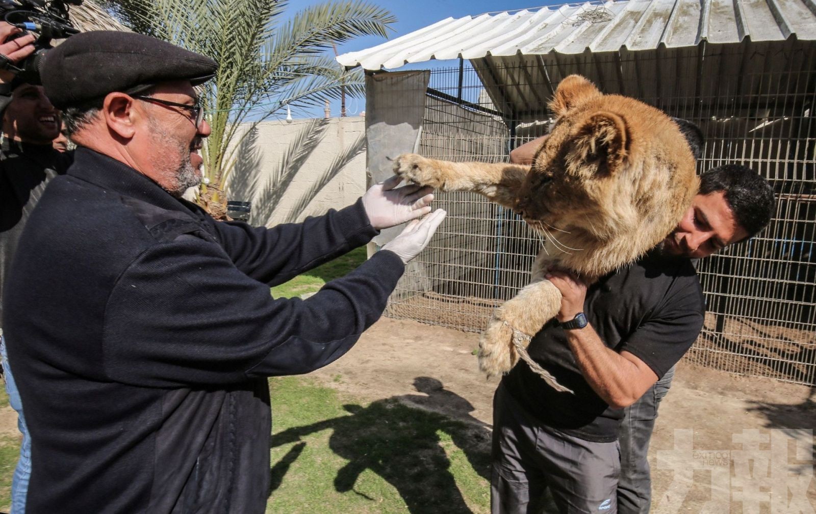 14個月小獅子遭殘忍除爪