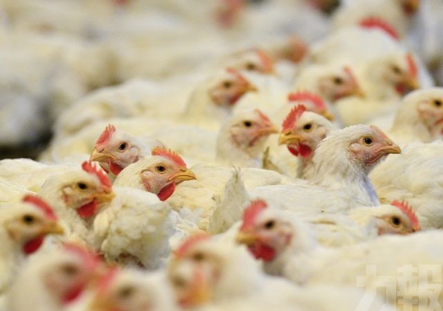 ​本澳即日起解除多地禽鳥產品入口禁令