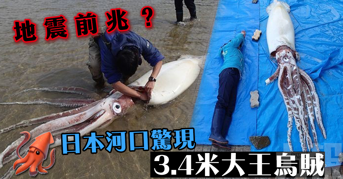 地震前兆？日本河口驚現3.4米大王烏賊