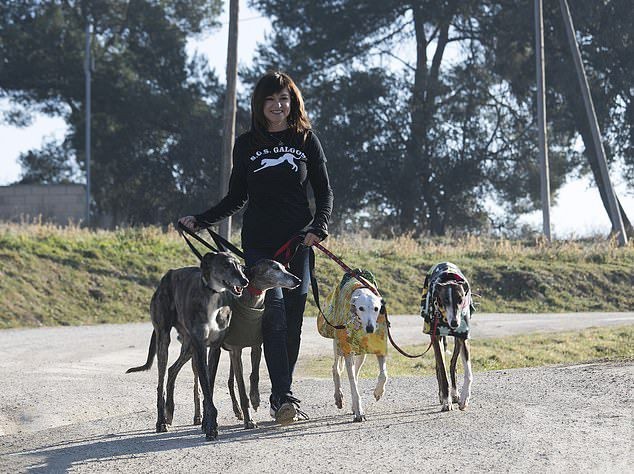 狩獵季後5萬隻格力犬慘遭遺棄或虐殺