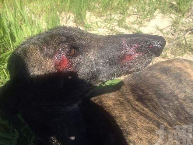 狩獵季後5萬隻格力犬慘遭遺棄或虐殺