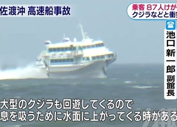 日高速船疑撞到鯨魚87人傷
