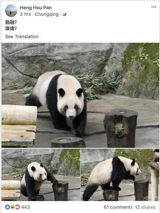 台媒：高雄證實大陸將贈送一對大熊貓