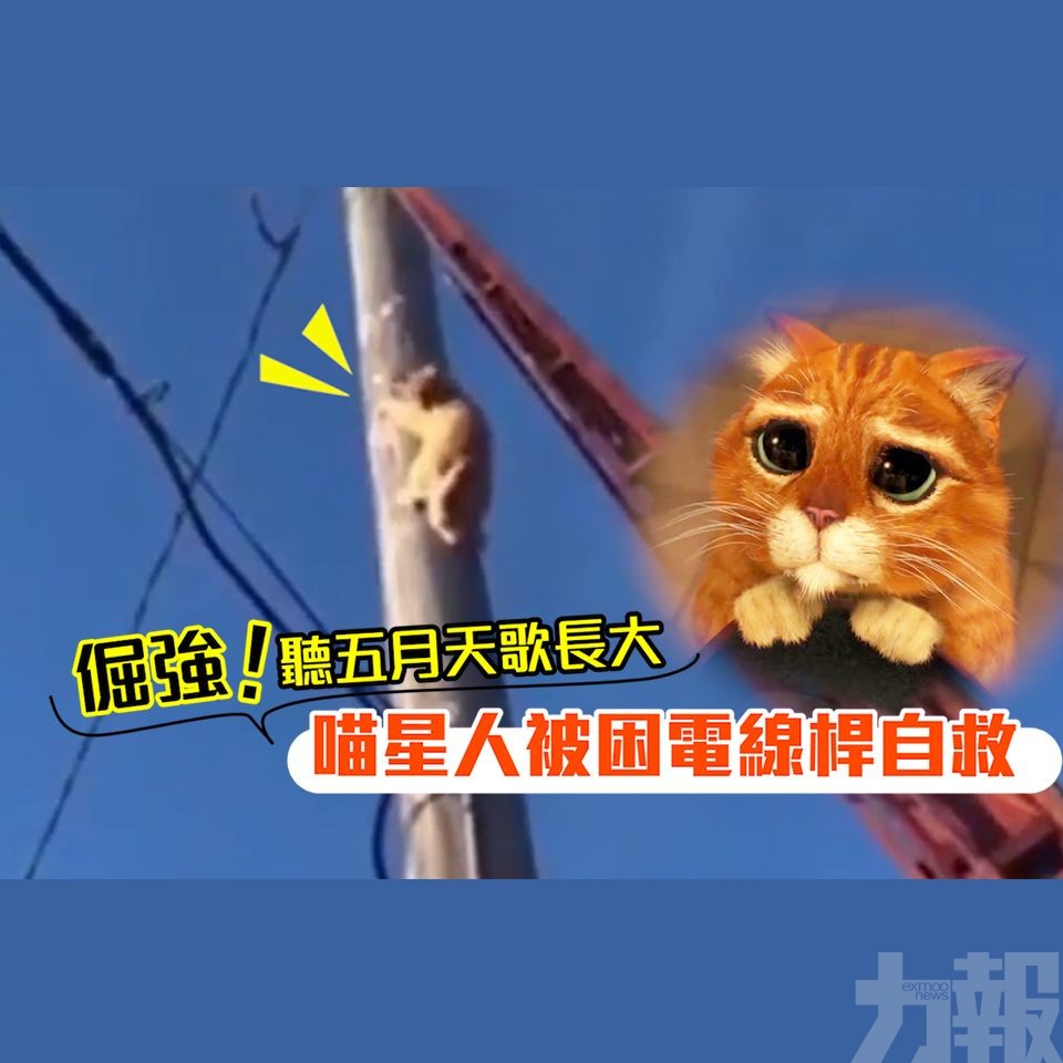 喵星人被困電線桿自救